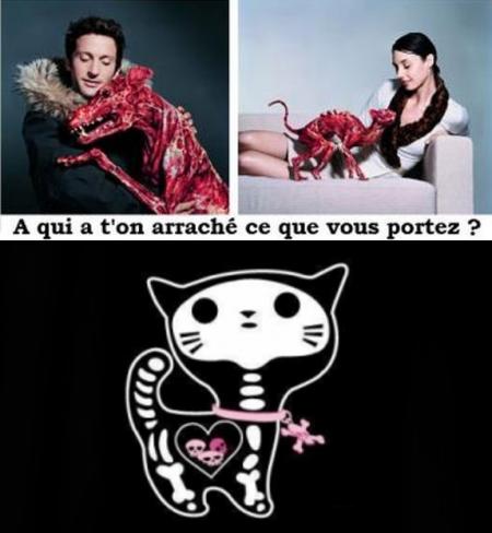 téste sur animo